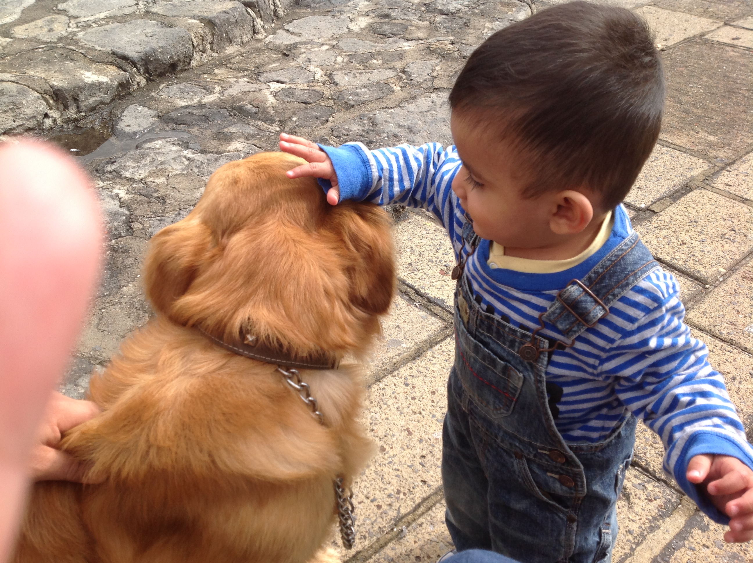 Jugando con el cachorro